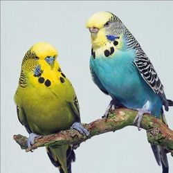 Budgie As A Pet Bird